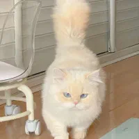 گربه ترکیب Ragdoll Himalayan