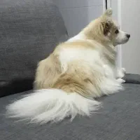 واگذاری سگ|سگ|تهران, میرداماد|دیوار