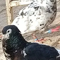 کفترا پرشی جفتگا هستن  فروشی|پرنده|سبزوار, امیر کبیر|دیوار