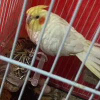 عروس هلندی لوتینو