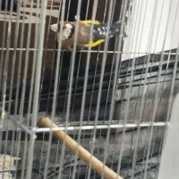 سهره|پرنده|سرپل ذهاب, |دیوار