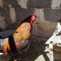 خروس ۷ ماهه|حیوانات مزرعه|مشهد, کلاکوب|دیوار
