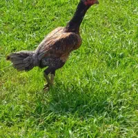 فروش مرغ لاری