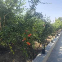 اجاره باغ ویلا در ورامین پیشوا