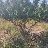 باغچه ۷۰۰ متری در فیروزبهرام ( جنوب غربی تهران )|فروش زمین و ملک کلنگی|تهران, یافت آباد جنوبی|دیوار