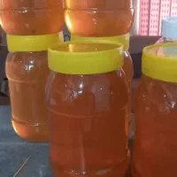 خرمای خاصو لپه محلی  نخود لوبیا چیتی روغن گوسفندی|خوردنی و آشامیدنی|شیراز, گویم|دیوار