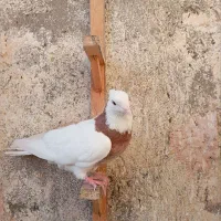 ۳ عدد کفتر نر پرشی قلدر|پرنده|مشهد, اروند|دیوار