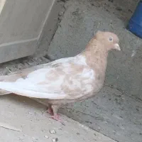 سینه زرد