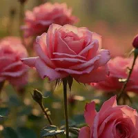 رهن منزل مسکونی