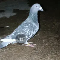 کبوتر شاپر سینم