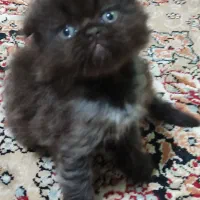 واگذاری گربه پرشین اسکاتیش بریتیش|گربه|مشهد, ابوذر|دیوار