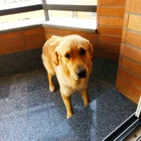 فروش سگ قیمت 15میلیون تومان تمام