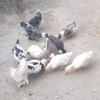 اردک ۷ عدد