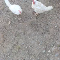 چهار عددمرغ تخم گذار