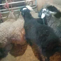 بره فروشی|حیوانات مزرعه|فرمهین, |دیوار