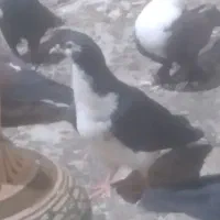 پلاس