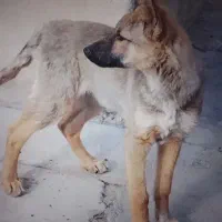 توله ژرمن و خرگوش