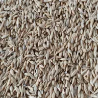 جو دیم|خدمات باغبانی و درختکاری|جیرنده, |دیوار