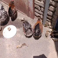 مرغ و خروس گلین و جوجه