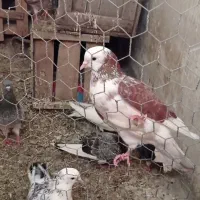 چیل شازده قرمز و سپه