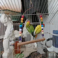 یک جفت طوطی برزیلی نر و ماده