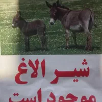 شیرالاغ دوشش درحضورمشتری .