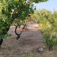 فروش زمین ۸۰۰ متری در شهرکرد شوراب صغیر|فروش زمین و ملک کلنگی|شاهین‌شهر, پاسداران|دیوار