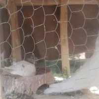 یک جفت کله 2500