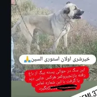 گمشده