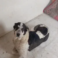 ماده الابای افغان دوساله