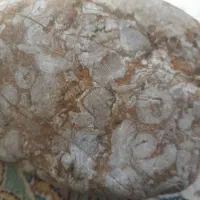 فسیل|کلکسیون اشیاء عتیقه|گنبد کاووس, |دیوار