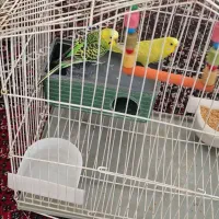 فروش مرغ عشق و قناری نر و قفس|پرنده|سنقر, |دیوار