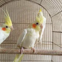 عروس هلندی|پرنده|شیراز, لاله|دیوار