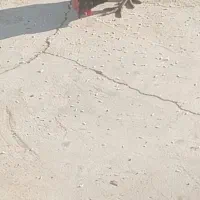 مرغ محلی اصل|حیوانات مزرعه|آبپخش, |دیوار