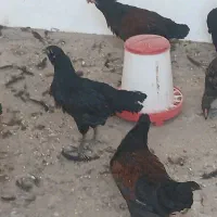 جوجه مرغ های چهار ماه