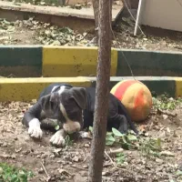 سگ امریکن بولی اصل