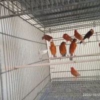 قناری عالیشهر