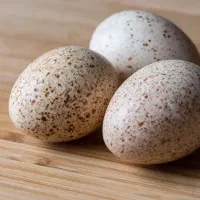 تخم بوقلمون محلی نطفه دار