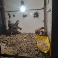 جوجه لاری ۴۵ روزه