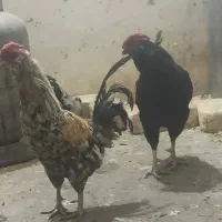 خروس گلین