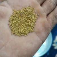 تخم یونجه