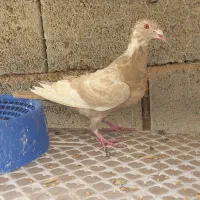 فروش کبوتر طوقی نر سبز نر|پرنده|شیراز, آزادگان|دیوار