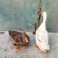 فروش اردک