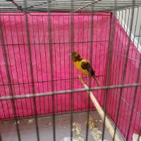 قناری و کوتوله|پرنده|خمینیشهر, |دیوار