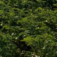 ب یک کارگر ساده جهت آبیاری چاه کشاورزی نیازمندم