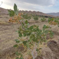 زمین کشاورزی پسته