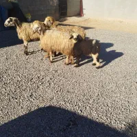 میش شیشک بره دار|حیوانات مزرعه|مرودشت, نقش رستم|دیوار