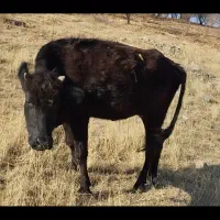 گاو محلی ۷ ماه آبستن