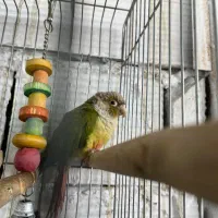 گرینچیک|پرنده|نسیم‌شهر, |دیوار