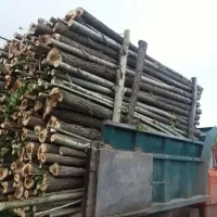 خرید و برش چوب|خدمات باغبانی و درختکاری|نقده, |دیوار